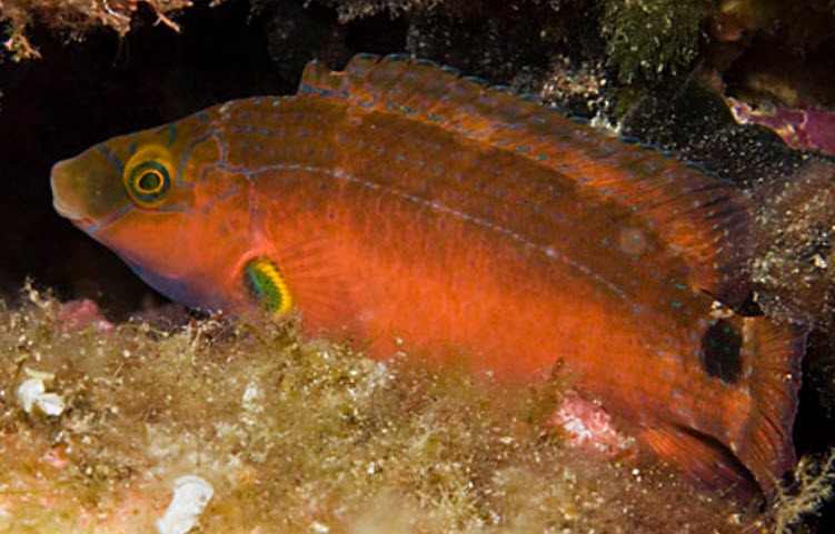 Symphodus mediterraneus_007